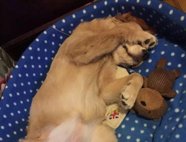 狗狗睡空调房注意什么地方？狗狗放在空调房要注意什么 - 警犬训练器材厂家 _警犬训练用品_工作犬训练用品-南京开久警犬装备-警犬训练器材厂家 _警犬训练用品_工作犬训练用品-南京开久警犬装备