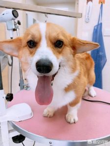 给狗狗剃毛有用吗?狗狗毛发稀少剃毛有用吗-警犬训练器材厂家 _警犬训练用品_工作犬训练用品-南京开久警犬装备