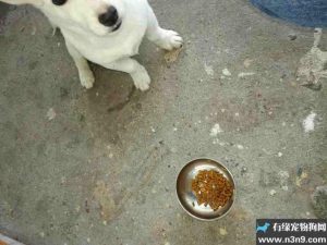 狗粮泡奶吃了呕吐(狗狗不吃狗粮呕吐)-警犬训练器材厂家 _警犬训练用品_工作犬训练用品-南京开久警犬装备