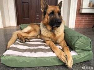 狗狗老在窝里尿怎么办-警犬训练器材厂家 _警犬训练用品_工作犬训练用品-南京开久警犬装备