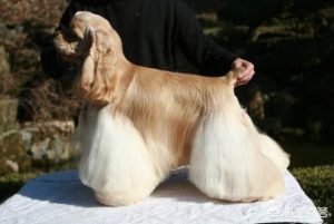 好看的小狗_好看的小狗怎么画-警犬训练器材厂家 _警犬训练用品_工作犬训练用品-南京开久警犬装备