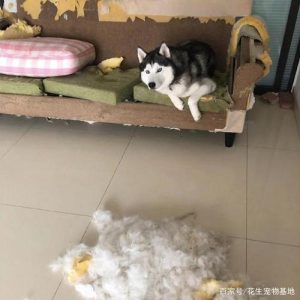 狗狗为什么抓沙发(狗狗突然抓沙发是为什么)-警犬训练器材厂家 _警犬训练用品_工作犬训练用品-南京开久警犬装备