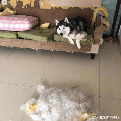 狗狗为什么抓沙发(狗狗突然抓沙发是为什么) - 警犬训练器材厂家 _警犬训练用品_工作犬训练用品-南京开久警犬装备-警犬训练器材厂家 _警犬训练用品_工作犬训练用品-南京开久警犬装备