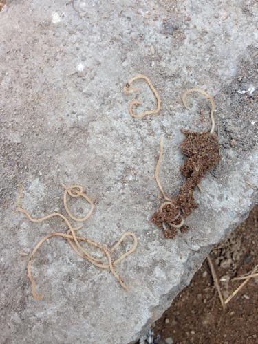 母狗为何吃小狗的便便？母狗吃了小狗的便便 - 警犬训练器材厂家 _警犬训练用品_工作犬训练用品-南京开久警犬装备-警犬训练器材厂家 _警犬训练用品_工作犬训练用品-南京开久警犬装备