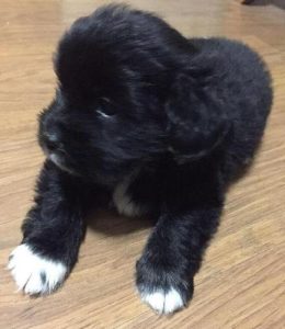 狗狗身上有黑色东西是什么-警犬训练器材厂家 _警犬训练用品_工作犬训练用品-南京开久警犬装备