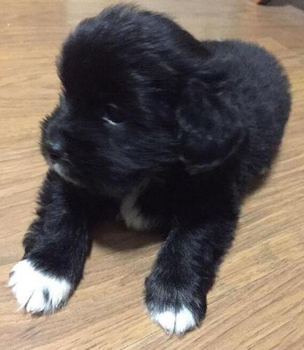 狗狗身上有黑色东西是什么 - 警犬训练器材厂家 _警犬训练用品_工作犬训练用品-南京开久警犬装备-警犬训练器材厂家 _警犬训练用品_工作犬训练用品-南京开久警犬装备