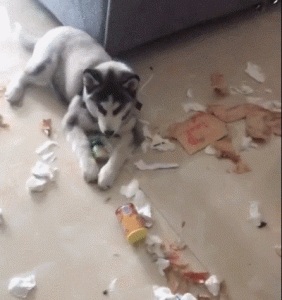 狗狗为什么不乖(乖狗狗 为什么都说)-警犬训练器材厂家 _警犬训练用品_工作犬训练用品-南京开久警犬装备