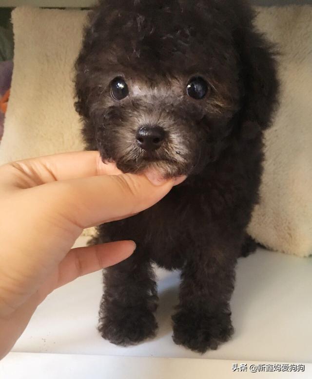 狗狗粪便判断 狗狗粪便里有血是什么原因 - 警犬训练器材厂家 _警犬训练用品_工作犬训练用品-南京开久警犬装备-警犬训练器材厂家 _警犬训练用品_工作犬训练用品-南京开久警犬装备