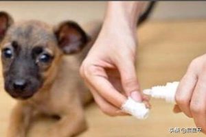 如何治愈狗狗耳螨？狗狗耳螨可以彻底治愈吗-警犬训练器材厂家 _警犬训练用品_工作犬训练用品-南京开久警犬装备