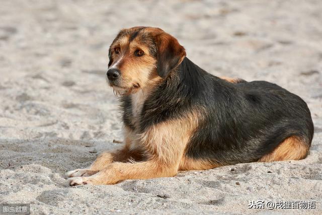 狗狗做绝育能预防结石吗(狗狗绝育后如何预防肥胖) - 警犬训练器材厂家 _警犬训练用品_工作犬训练用品-南京开久警犬装备-警犬训练器材厂家 _警犬训练用品_工作犬训练用品-南京开久警犬装备
