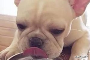 小狗会干燥吗？小狗拉粑粑干燥-警犬训练器材厂家 _警犬训练用品_工作犬训练用品-南京开久警犬装备