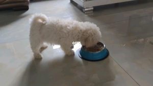 两个月比熊不吃狗粮吗？两个月比熊一天吃多少狗粮-警犬训练器材厂家 _警犬训练用品_工作犬训练用品-南京开久警犬装备