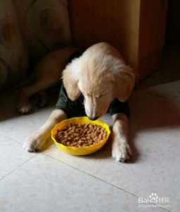 吃了狗粮狗狗吐了(狗狗吃的狗粮没消化又吐了)-警犬训练器材厂家 _警犬训练用品_工作犬训练用品-南京开久警犬装备