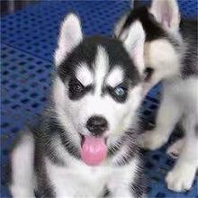 雪橇犬和哈士奇的区别(阿拉斯加雪橇犬与哈士奇的区别)-警犬训练器材厂家 _警犬训练用品_工作犬训练用品-南京开久警犬装备