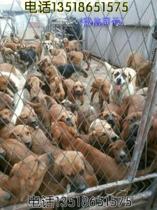 养60只肉狗一年多少利润-警犬训练器材厂家 _警犬训练用品_工作犬训练用品-南京开久警犬装备