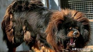 比特犬俱乐部(比特犬俱乐部 *** )-警犬训练器材厂家 _警犬训练用品_工作犬训练用品-南京开久警犬装备