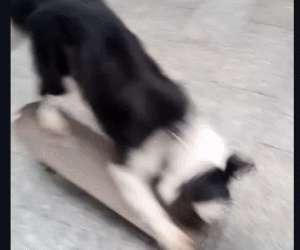 边牧犬的缺点和优点(德牧犬的优点和缺点)-警犬训练器材厂家 _警犬训练用品_工作犬训练用品-南京开久警犬装备