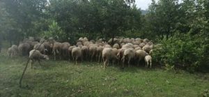 马犬怎么训练？马犬怎么训练听话-警犬训练器材厂家 _警犬训练用品_工作犬训练用品-南京开久警犬装备