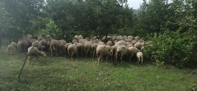 马犬怎么训练？马犬怎么训练听话 - 警犬训练器材厂家 _警犬训练用品_工作犬训练用品-南京开久警犬装备-警犬训练器材厂家 _警犬训练用品_工作犬训练用品-南京开久警犬装备