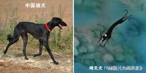 哮天犬原型_哮天犬原型灭绝了吗-警犬训练器材厂家 _警犬训练用品_工作犬训练用品-南京开久警犬装备
