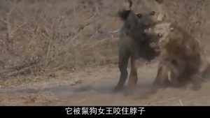 鬣狗女王(鬣狗女王是什么意思)-警犬训练器材厂家 _警犬训练用品_工作犬训练用品-南京开久警犬装备