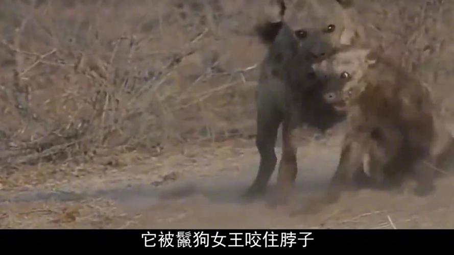 鬣狗女王(鬣狗女王是什么意思) - 警犬训练器材厂家 _警犬训练用品_工作犬训练用品-南京开久警犬装备-警犬训练器材厂家 _警犬训练用品_工作犬训练用品-南京开久警犬装备