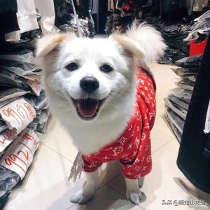 狗狗在黑夜能找到回家的路嘛萌宠(狗狗自己能找到回家的路吗)-警犬训练器材厂家 _警犬训练用品_工作犬训练用品-南京开久警犬装备