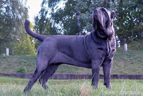 藏獒杂交什么犬最好(藏獒和茶杯犬杂交的品种) - 警犬训练器材厂家 _警犬训练用品_工作犬训练用品-南京开久警犬装备-警犬训练器材厂家 _警犬训练用品_工作犬训练用品-南京开久警犬装备