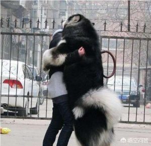 杜高犬越来越瘦怎么回事？杜高犬胆小怎么回事-警犬训练器材厂家 _警犬训练用品_工作犬训练用品-南京开久警犬装备