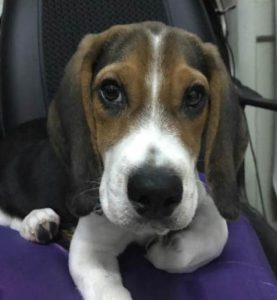 缉毒犬种类(英国缉毒犬种类)-警犬训练器材厂家 _警犬训练用品_工作犬训练用品-南京开久警犬装备