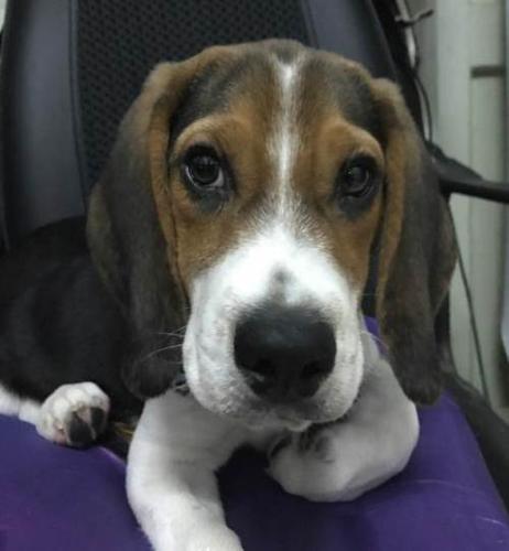 缉毒犬种类(英国缉毒犬种类) - 警犬训练器材厂家 _警犬训练用品_工作犬训练用品-南京开久警犬装备-警犬训练器材厂家 _警犬训练用品_工作犬训练用品-南京开久警犬装备