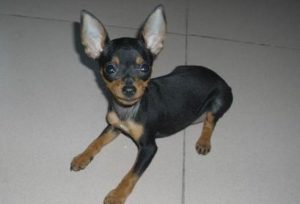 黑色大耳朵狗什么品种(黑色大耳朵的狗狗品种 *** )-警犬训练器材厂家 _警犬训练用品_工作犬训练用品-南京开久警犬装备