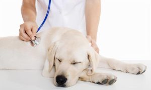 狗病大全第一季(狗病 *** 大全)-警犬训练器材厂家 _警犬训练用品_工作犬训练用品-南京开久警犬装备