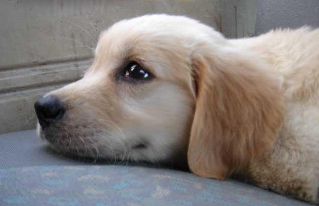 小狗的生活习性(小狗的生活特点描写) - 警犬训练器材厂家 _警犬训练用品_工作犬训练用品-南京开久警犬装备-警犬训练器材厂家 _警犬训练用品_工作犬训练用品-南京开久警犬装备