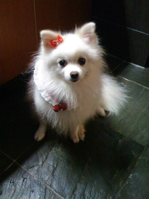 狐狸犬和博美谁贵(博美和狐狸犬哪个贵) - 警犬训练器材厂家 _警犬训练用品_工作犬训练用品-南京开久警犬装备-警犬训练器材厂家 _警犬训练用品_工作犬训练用品-南京开久警犬装备