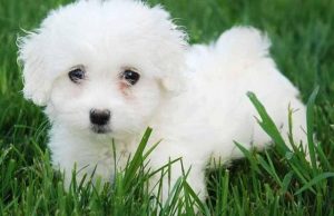 纯种比熊犬特征详解(纯种比熊犬的特征)-警犬训练器材厂家 _警犬训练用品_工作犬训练用品-南京开久警犬装备