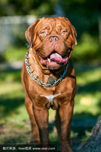 波尔多犬介绍(法国波尔多犬 *** )-警犬训练器材厂家 _警犬训练用品_工作犬训练用品-南京开久警犬装备