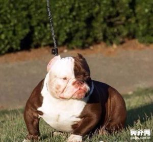 红警恶霸犬(红警恶霸犬的后代那里可以买)-警犬训练器材厂家 _警犬训练用品_工作犬训练用品-南京开久警犬装备