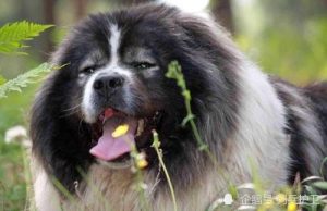 高加索犬在南方  高加索犬在南方能养吗-警犬训练器材厂家 _警犬训练用品_工作犬训练用品-南京开久警犬装备
