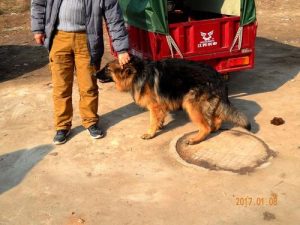 西安正规狗市(西安的狗市在哪里最新动态)-警犬训练器材厂家 _警犬训练用品_工作犬训练用品-南京开久警犬装备
