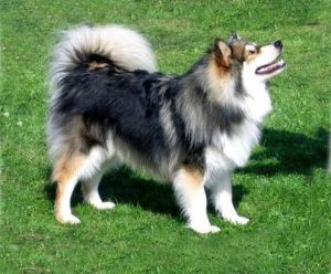 芬兰犬怎么样(芬兰空气净化器怎么样)-警犬训练器材厂家 _警犬训练用品_工作犬训练用品-南京开久警犬装备