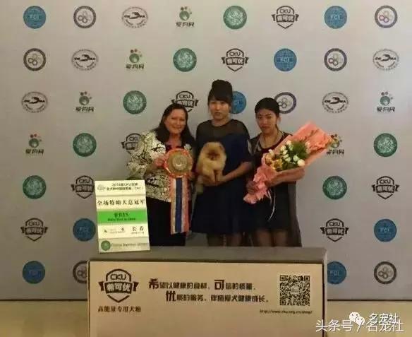 美系博美犬舍(美系博美犬价格) - 警犬训练器材厂家 _警犬训练用品_工作犬训练用品-南京开久警犬装备-警犬训练器材厂家 _警犬训练用品_工作犬训练用品-南京开久警犬装备