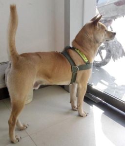 无尾巴的狗有几种(无尾巴的狗有几种大型犬)-警犬训练器材厂家 _警犬训练用品_工作犬训练用品-南京开久警犬装备