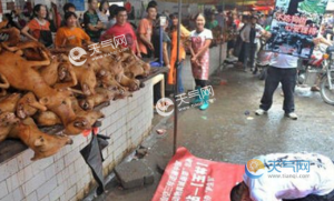 狗肉节是几月几号(狗肉节是几月几号2021)-警犬训练器材厂家 _警犬训练用品_工作犬训练用品-南京开久警犬装备