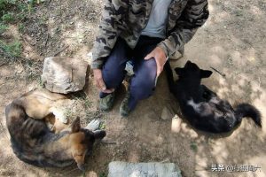 长不大的狗有哪些品种长不大的狗狗品种名字-警犬训练器材厂家 _警犬训练用品_工作犬训练用品-南京开久警犬装备