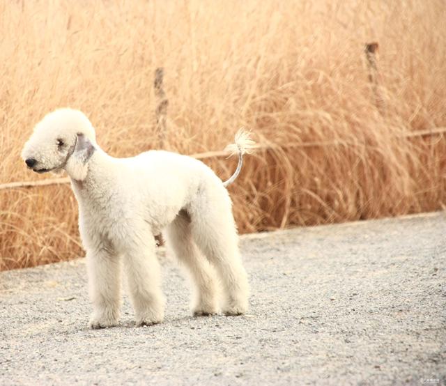 小狗的资料(小狗的资料简介50字) - 警犬训练器材厂家 _警犬训练用品_工作犬训练用品-南京开久警犬装备-警犬训练器材厂家 _警犬训练用品_工作犬训练用品-南京开久警犬装备