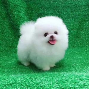 俊介犬多少钱一只(茶杯俊介犬多少钱一只)-警犬训练器材厂家 _警犬训练用品_工作犬训练用品-南京开久警犬装备