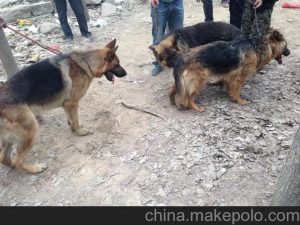 专家教你如何训练狼狗-警犬训练器材厂家 _警犬训练用品_工作犬训练用品-南京开久警犬装备