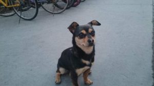 宠物店买狗贵不贵(宠物店给狗看病贵吗)-警犬训练器材厂家 _警犬训练用品_工作犬训练用品-南京开久警犬装备