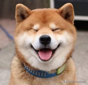 宠物狗加盟(宠物狗店加盟)-警犬训练器材厂家 _警犬训练用品_工作犬训练用品-南京开久警犬装备